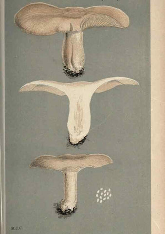 Reproducción/Reproduction 8163901837: Illustrations of British Fungi (Hymenomycetes), to serve as an atlas to the ""Handbook of British Fungi"".. LondonWilliams and Norgate1881-91