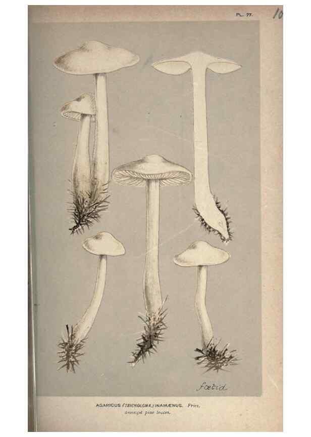 Reproducción/Reproduction 8163936232: Illustrations of British Fungi (Hymenomycetes), to serve as an atlas to the ""Handbook of British Fungi"".. LondonWilliams and Norgate1881-91