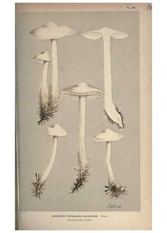 Reproducción/Reproduction 8163936232: Illustrations of British Fungi (Hymenomycetes), to serve as an atlas to the ""Handbook of British Fungi"".. LondonWilliams and Norgate1881-91