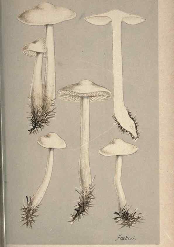 Reproducción/Reproduction 8163936232: Illustrations of British Fungi (Hymenomycetes), to serve as an atlas to the ""Handbook of British Fungi"".. LondonWilliams and Norgate1881-91