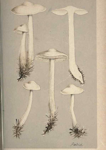 Reproducción/Reproduction 8163936232: Illustrations of British Fungi (Hymenomycetes), to serve as an atlas to the ""Handbook of British Fungi"".. LondonWilliams and Norgate1881-91
