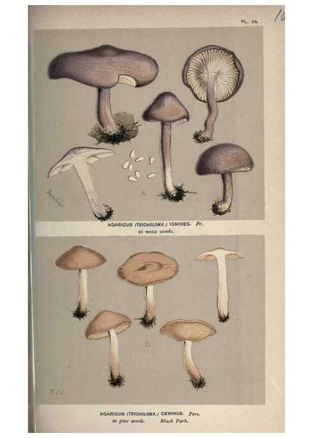Reproducción/Reproduction 8163902767: Illustrations of British Fungi (Hymenomycetes), to serve as an atlas to the ""Handbook of British Fungi"".. LondonWilliams and Norgate1881-91