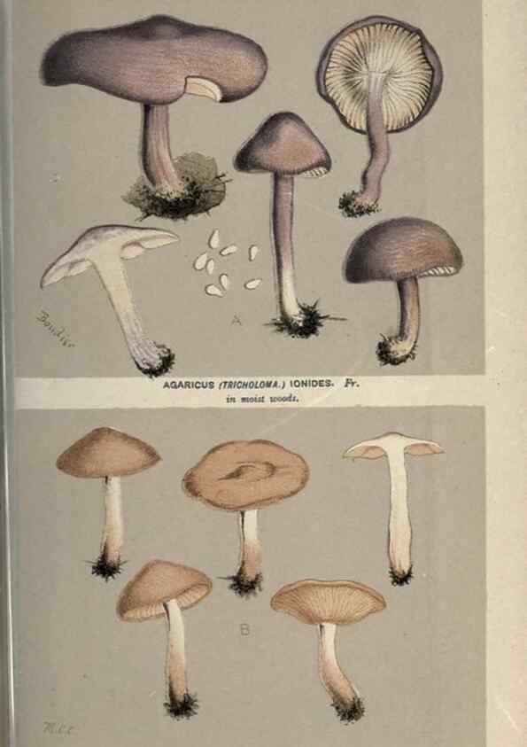 Reproducción/Reproduction 8163902767: Illustrations of British Fungi (Hymenomycetes), to serve as an atlas to the ""Handbook of British Fungi"".. LondonWilliams and Norgate1881-91