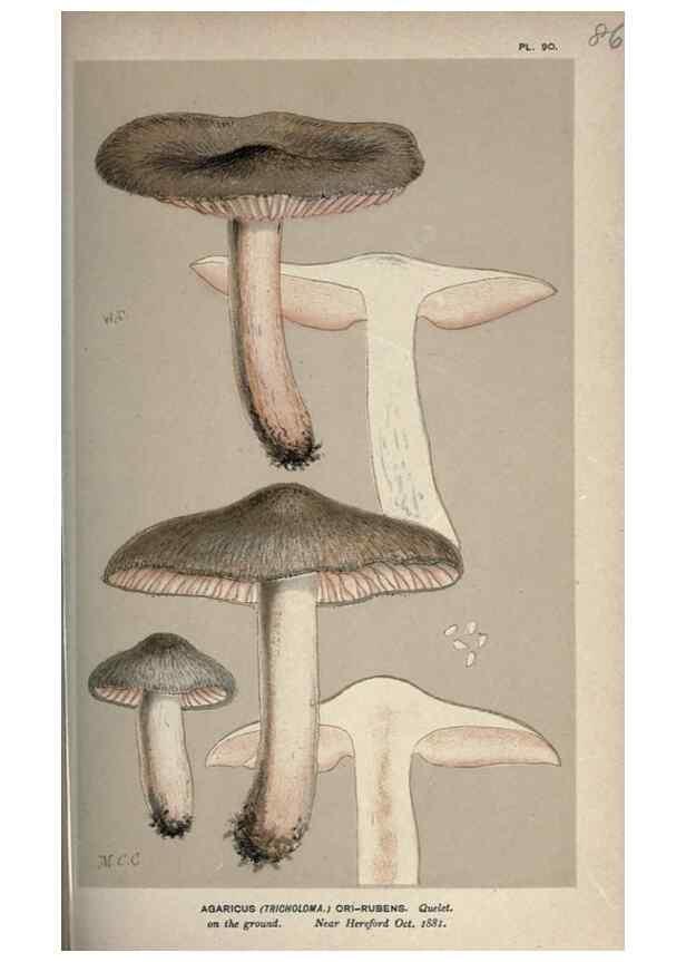 Reproducción/Reproduction 8163895973: Illustrations of British Fungi (Hymenomycetes), to serve as an atlas to the ""Handbook of British Fungi"".. LondonWilliams and Norgate1881-91