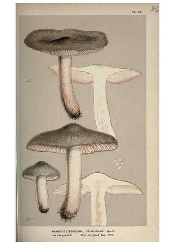 Reproducción/Reproduction 8163895973: Illustrations of British Fungi (Hymenomycetes), to serve as an atlas to the ""Handbook of British Fungi"".. LondonWilliams and Norgate1881-91