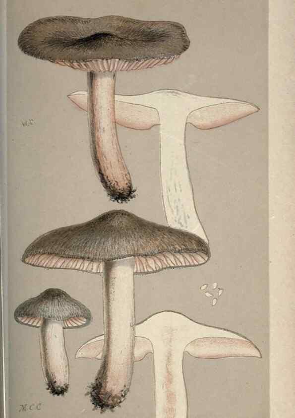 Reproducción/Reproduction 8163895973: Illustrations of British Fungi (Hymenomycetes), to serve as an atlas to the ""Handbook of British Fungi"".. LondonWilliams and Norgate1881-91