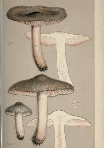 Reproducción/Reproduction 8163895973: Illustrations of British Fungi (Hymenomycetes), to serve as an atlas to the ""Handbook of British Fungi"".. LondonWilliams and Norgate1881-91