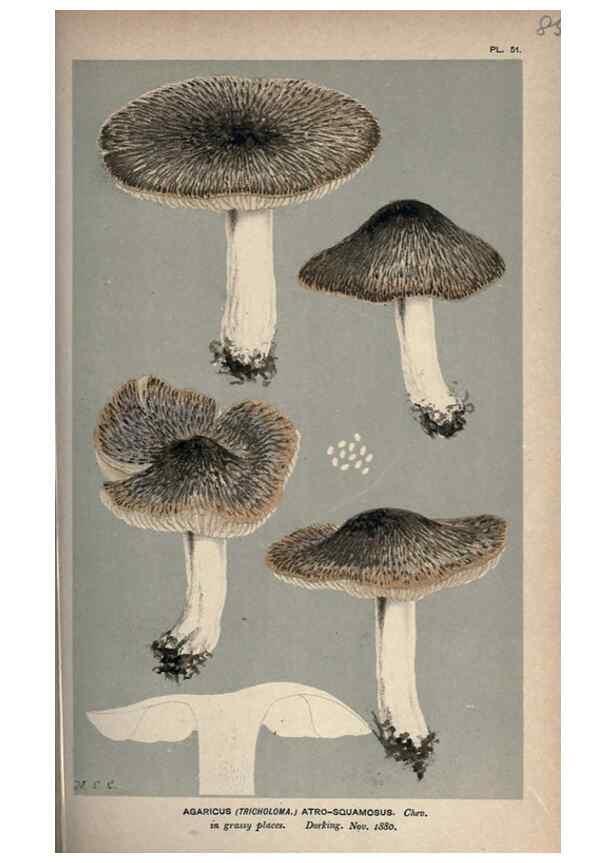 Reproducción/Reproduction 8163895451: Illustrations of British Fungi (Hymenomycetes), to serve as an atlas to the ""Handbook of British Fungi"".. LondonWilliams and Norgate1881-91