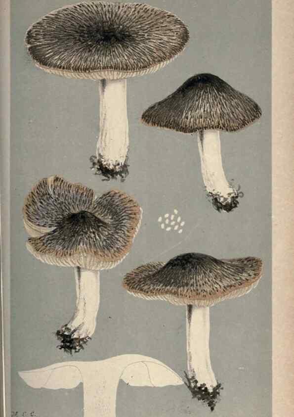 Reproducción/Reproduction 8163895451: Illustrations of British Fungi (Hymenomycetes), to serve as an atlas to the ""Handbook of British Fungi"".. LondonWilliams and Norgate1881-91