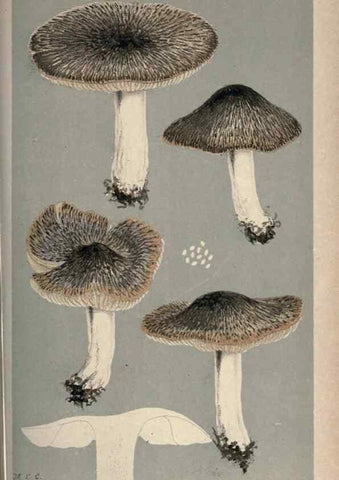 Reproducción/Reproduction 8163895451: Illustrations of British Fungi (Hymenomycetes), to serve as an atlas to the ""Handbook of British Fungi"".. LondonWilliams and Norgate1881-91
