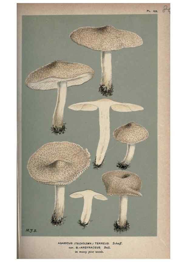 Reproducción/Reproduction 8163895009: Illustrations of British Fungi (Hymenomycetes), to serve as an atlas to the ""Handbook of British Fungi"".. LondonWilliams and Norgate1881-91