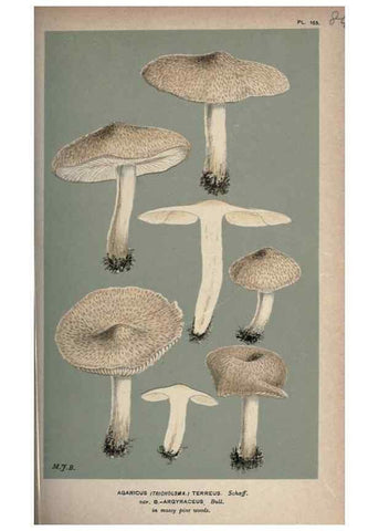 Reproducción/Reproduction 8163895009: Illustrations of British Fungi (Hymenomycetes), to serve as an atlas to the ""Handbook of British Fungi"".. LondonWilliams and Norgate1881-91