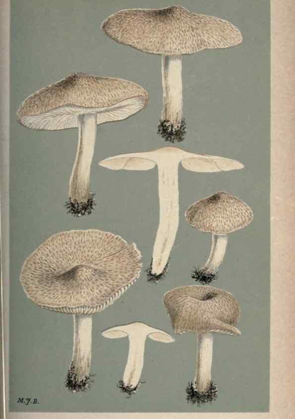 Reproducción/Reproduction 8163895009: Illustrations of British Fungi (Hymenomycetes), to serve as an atlas to the ""Handbook of British Fungi"".. LondonWilliams and Norgate1881-91