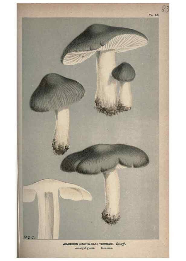 Reproducción/Reproduction 8163894627: Illustrations of British Fungi (Hymenomycetes), to serve as an atlas to the ""Handbook of British Fungi"".. LondonWilliams and Norgate1881-91
