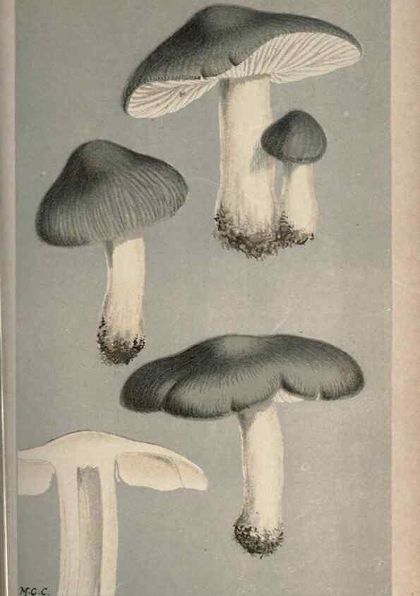 Reproducción/Reproduction 8163894627: Illustrations of British Fungi (Hymenomycetes), to serve as an atlas to the ""Handbook of British Fungi"".. LondonWilliams and Norgate1881-91