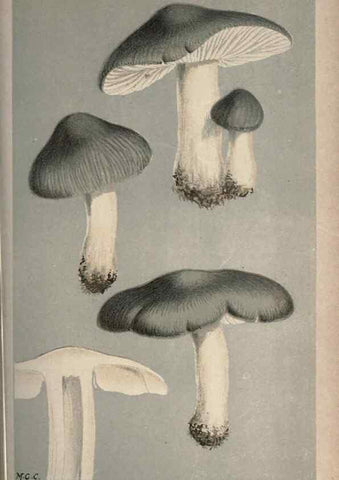 Reproducción/Reproduction 8163894627: Illustrations of British Fungi (Hymenomycetes), to serve as an atlas to the ""Handbook of British Fungi"".. LondonWilliams and Norgate1881-91