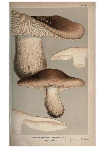 Reproducción/Reproduction 8163887569: Illustrations of British Fungi (Hymenomycetes), to serve as an atlas to the ""Handbook of British Fungi"".. LondonWilliams and Norgate1881-91