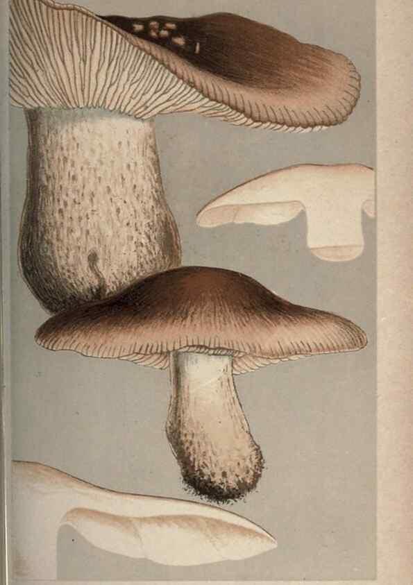 Reproducción/Reproduction 8163887569: Illustrations of British Fungi (Hymenomycetes), to serve as an atlas to the ""Handbook of British Fungi"".. LondonWilliams and Norgate1881-91