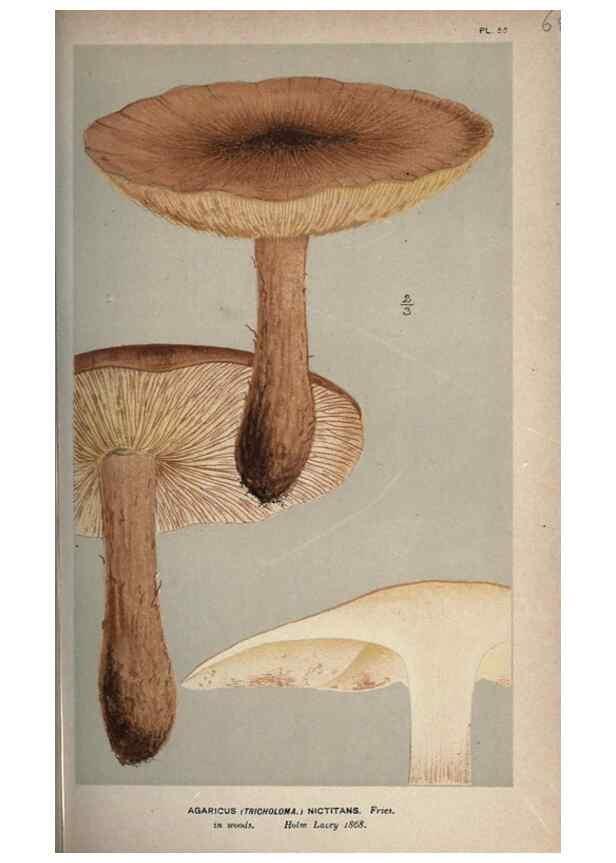 Reproducción/Reproduction 8163888007: Illustrations of British Fungi (Hymenomycetes), to serve as an atlas to the ""Handbook of British Fungi"".. LondonWilliams and Norgate1881-91