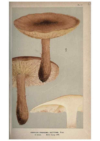 Reproducción/Reproduction 8163888007: Illustrations of British Fungi (Hymenomycetes), to serve as an atlas to the ""Handbook of British Fungi"".. LondonWilliams and Norgate1881-91