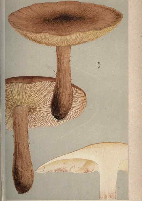 Reproducción/Reproduction 8163888007: Illustrations of British Fungi (Hymenomycetes), to serve as an atlas to the ""Handbook of British Fungi"".. LondonWilliams and Norgate1881-91