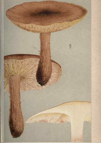 Reproducción/Reproduction 8163888007: Illustrations of British Fungi (Hymenomycetes), to serve as an atlas to the ""Handbook of British Fungi"".. LondonWilliams and Norgate1881-91