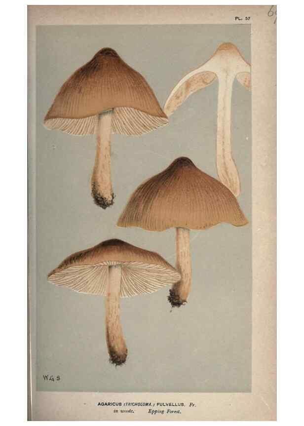 Reproducción/Reproduction 8163888603: Illustrations of British Fungi (Hymenomycetes), to serve as an atlas to the ""Handbook of British Fungi"".. LondonWilliams and Norgate1881-91