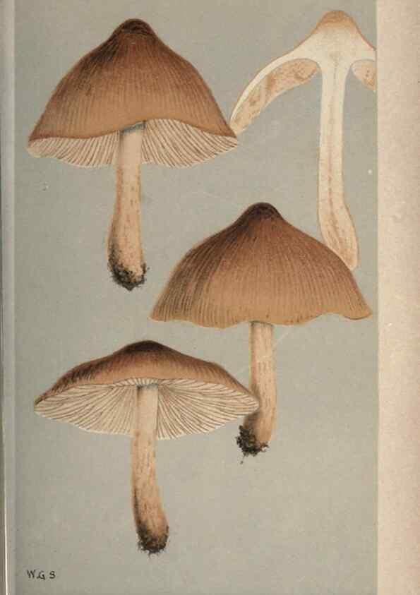 Reproducción/Reproduction 8163888603: Illustrations of British Fungi (Hymenomycetes), to serve as an atlas to the ""Handbook of British Fungi"".. LondonWilliams and Norgate1881-91