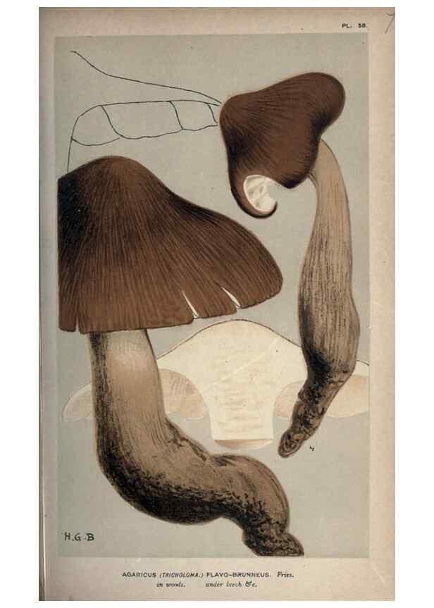 Reproducción/Reproduction 8163922566: Illustrations of British Fungi (Hymenomycetes), to serve as an atlas to the ""Handbook of British Fungi"".. LondonWilliams and Norgate1881-91