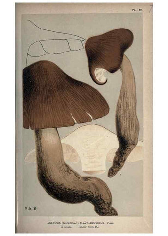 Reproducción/Reproduction 8163922566: Illustrations of British Fungi (Hymenomycetes), to serve as an atlas to the ""Handbook of British Fungi"".. LondonWilliams and Norgate1881-91