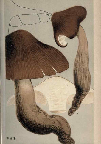 Reproducción/Reproduction 8163922566: Illustrations of British Fungi (Hymenomycetes), to serve as an atlas to the ""Handbook of British Fungi"".. LondonWilliams and Norgate1881-91