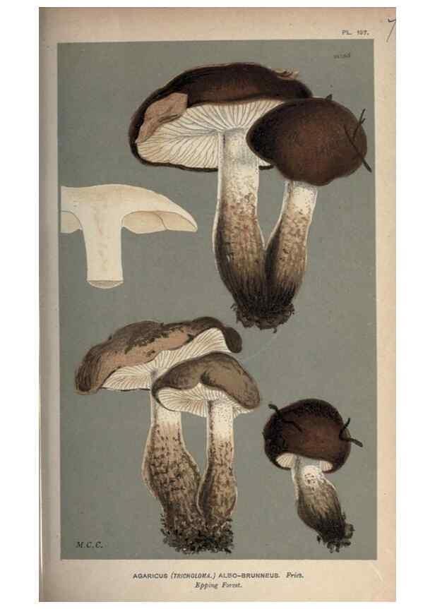 Reproducción/Reproduction 8163922966: Illustrations of British Fungi (Hymenomycetes), to serve as an atlas to the ""Handbook of British Fungi"".. LondonWilliams and Norgate1881-91
