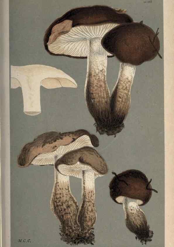 Reproducción/Reproduction 8163922966: Illustrations of British Fungi (Hymenomycetes), to serve as an atlas to the ""Handbook of British Fungi"".. LondonWilliams and Norgate1881-91