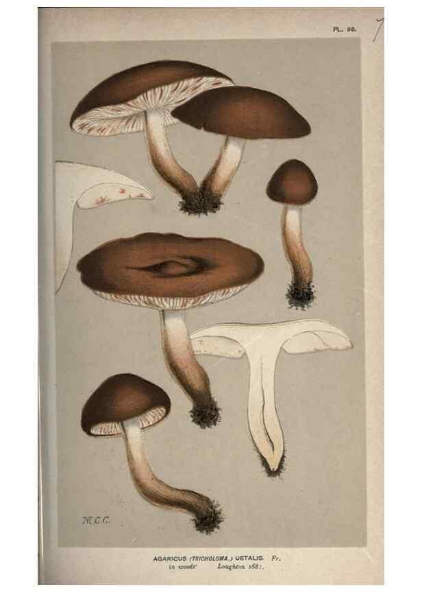 Reproducción/Reproduction 8163923416: Illustrations of British Fungi (Hymenomycetes), to serve as an atlas to the ""Handbook of British Fungi"".. LondonWilliams and Norgate1881-91