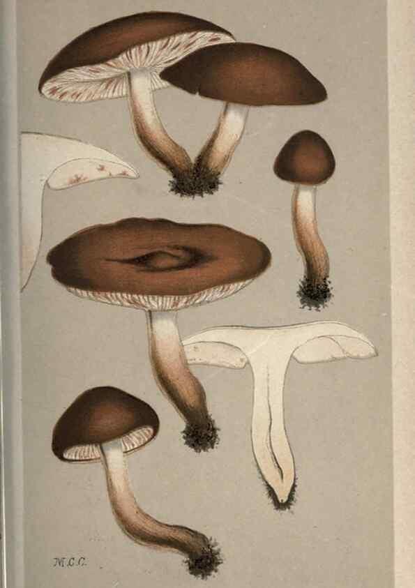 Reproducción/Reproduction 8163923416: Illustrations of British Fungi (Hymenomycetes), to serve as an atlas to the ""Handbook of British Fungi"".. LondonWilliams and Norgate1881-91