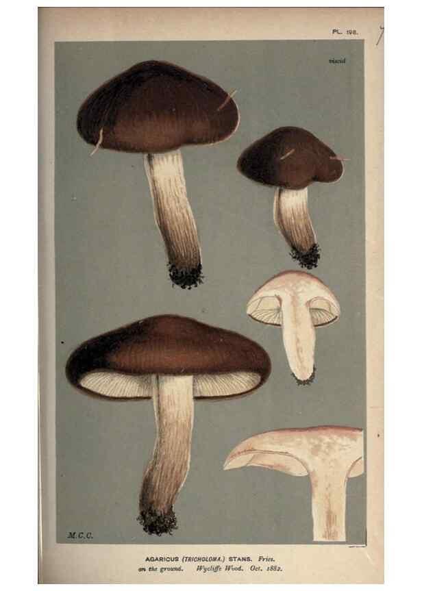 Reproducción/Reproduction 8163890421: Illustrations of British Fungi (Hymenomycetes), to serve as an atlas to the ""Handbook of British Fungi"".. LondonWilliams and Norgate1881-91