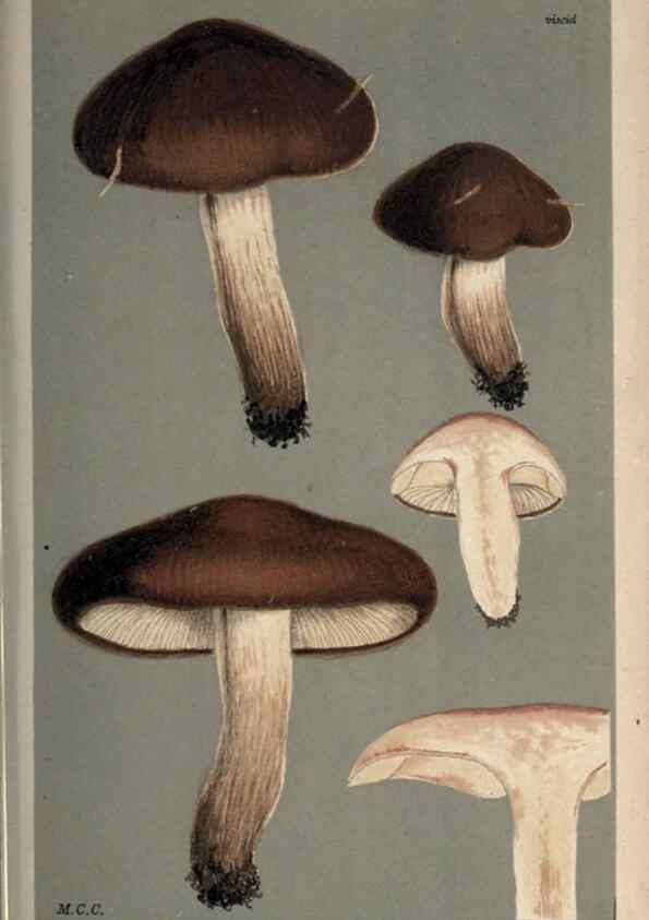 Reproducción/Reproduction 8163890421: Illustrations of British Fungi (Hymenomycetes), to serve as an atlas to the ""Handbook of British Fungi"".. LondonWilliams and Norgate1881-91