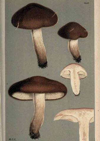Reproducción/Reproduction 8163890421: Illustrations of British Fungi (Hymenomycetes), to serve as an atlas to the ""Handbook of British Fungi"".. LondonWilliams and Norgate1881-91