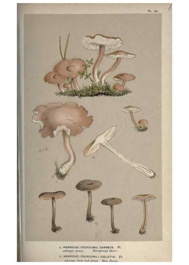 Reproducción/Reproduction 8163937170: Illustrations of British Fungi (Hymenomycetes), to serve as an atlas to the ""Handbook of British Fungi"".. LondonWilliams and Norgate1881-91