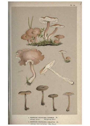 Reproducción/Reproduction 8163937170: Illustrations of British Fungi (Hymenomycetes), to serve as an atlas to the ""Handbook of British Fungi"".. LondonWilliams and Norgate1881-91