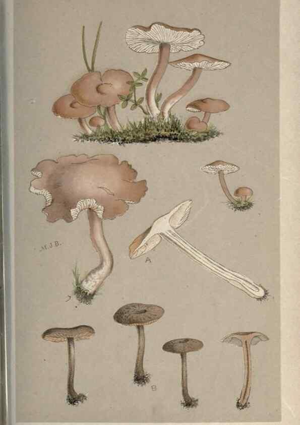 Reproducción/Reproduction 8163937170: Illustrations of British Fungi (Hymenomycetes), to serve as an atlas to the ""Handbook of British Fungi"".. LondonWilliams and Norgate1881-91
