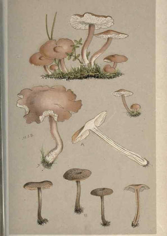 Reproducción/Reproduction 8163937170: Illustrations of British Fungi (Hymenomycetes), to serve as an atlas to the ""Handbook of British Fungi"".. LondonWilliams and Norgate1881-91