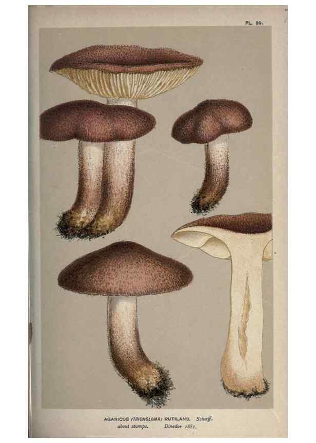 Reproducción/Reproduction 8163924366: Illustrations of British Fungi (Hymenomycetes), to serve as an atlas to the ""Handbook of British Fungi"".. LondonWilliams and Norgate1881-91