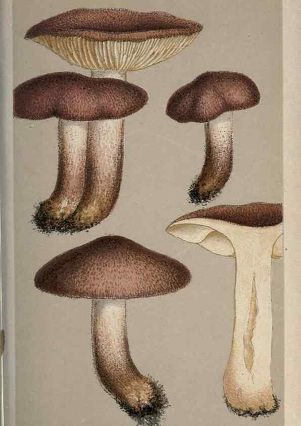 Reproducción/Reproduction 8163924366: Illustrations of British Fungi (Hymenomycetes), to serve as an atlas to the ""Handbook of British Fungi"".. LondonWilliams and Norgate1881-91