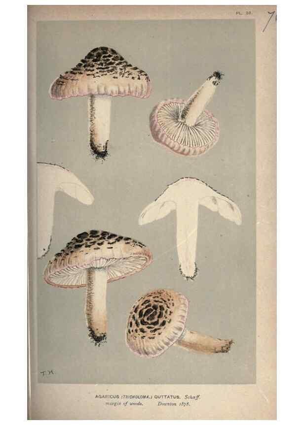 Reproducción/Reproduction 8163891639: Illustrations of British Fungi (Hymenomycetes), to serve as an atlas to the ""Handbook of British Fungi"".. LondonWilliams and Norgate1881-91