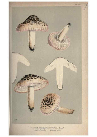 Reproducción/Reproduction 8163891639: Illustrations of British Fungi (Hymenomycetes), to serve as an atlas to the ""Handbook of British Fungi"".. LondonWilliams and Norgate1881-91