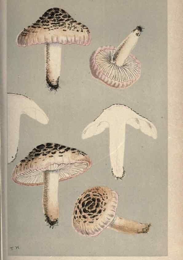 Reproducción/Reproduction 8163891639: Illustrations of British Fungi (Hymenomycetes), to serve as an atlas to the ""Handbook of British Fungi"".. LondonWilliams and Norgate1881-91
