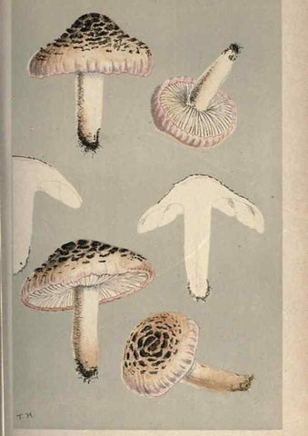 Reproducción/Reproduction 8163891639: Illustrations of British Fungi (Hymenomycetes), to serve as an atlas to the ""Handbook of British Fungi"".. LondonWilliams and Norgate1881-91