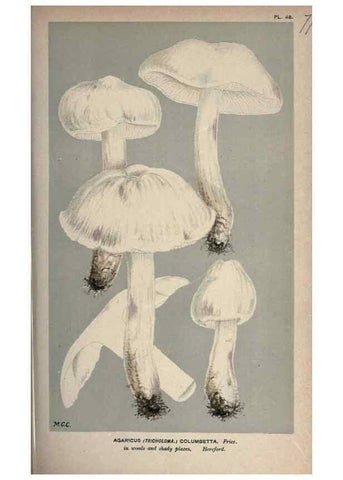 Reproducción/Reproduction 8163892095: Illustrations of British Fungi (Hymenomycetes), to serve as an atlas to the ""Handbook of British Fungi"".. LondonWilliams and Norgate1881-91