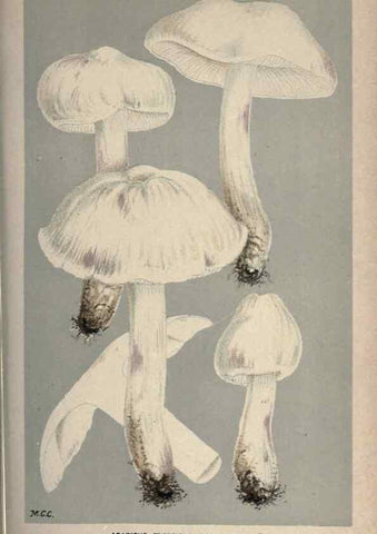 Reproducción/Reproduction 8163892095: Illustrations of British Fungi (Hymenomycetes), to serve as an atlas to the ""Handbook of British Fungi"".. LondonWilliams and Norgate1881-91